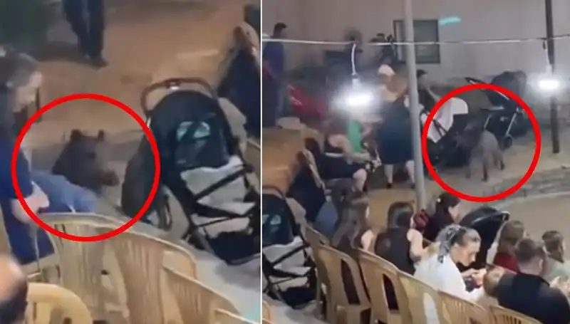 Düğün Törenine Yaban Domuzu İstilası: Panik Anları Kameralara Yansıdı