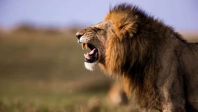 14 Yaşındaki Kızın Aslan Saldırısına Uğraması Felaket Bir Olayı Ortaya Çıkardı