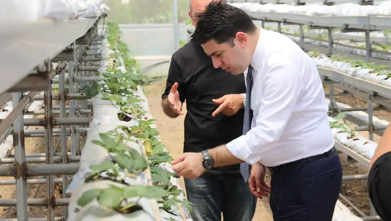 Topraksız Yerde Yetişen Büyüleyici Lezzet: Damat Çatlatan Sebze