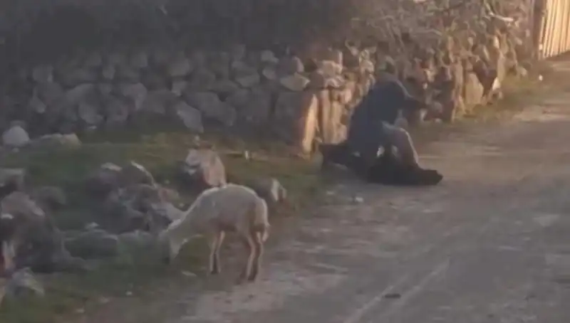 Koyuna Eziyet Eden Şahıs Gözaltına Alındı: Hayvan Hakları Davası Başladı