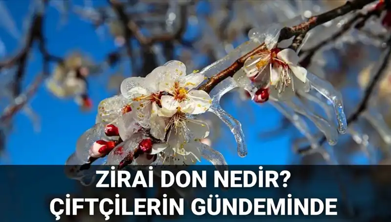 Türkiye’deki Zirai Don Olayı: Çiftçileri Neler Bekliyor?