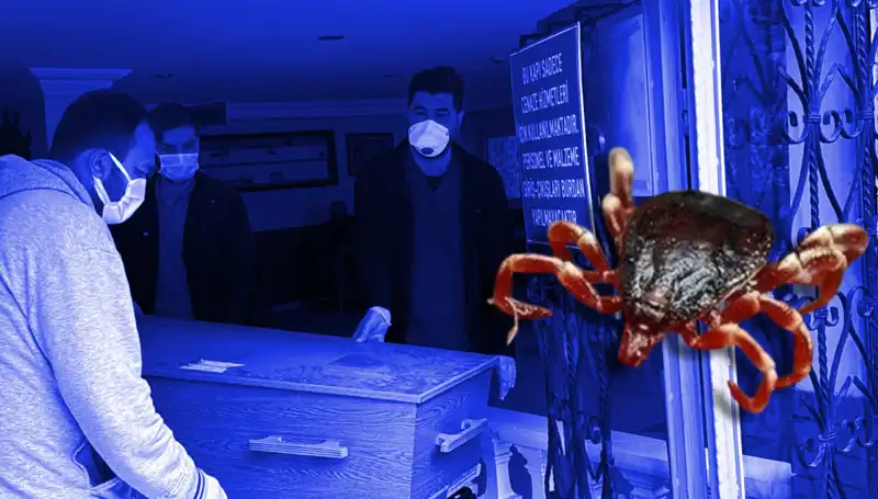 İstanbul'daki Keneler Zararsız! Sağlığa Tehdit Oluşmadığı Belirlendi