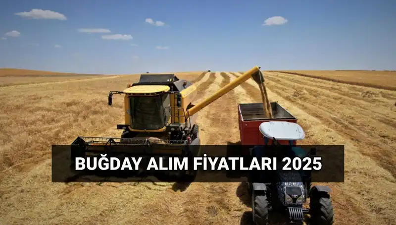 Türkiye'de Hububat Alım Ücretleri Ne Zaman Yatacak? 2025 Fiyatları Açıklandı!
