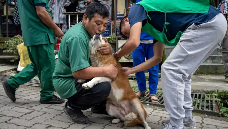 Filipinler'de Kuduz Alarmı: 2024'te 426 Hayat Kayıp!